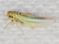Zyginidia scutellaris